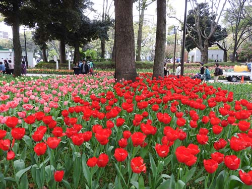 横浜公園のﾁｭーﾘｯﾌﾟ 春の日差しに誘われて横浜公園のﾁｭｰﾘｯﾌﾟの散策に出かけて来ました 最近は品種改良が進み種類も多く またこの春横浜だけで見られる チューリップの新品種ラバーズタウン等 色鮮やかに咲き誇る １６万本のカラフルなチューリップの