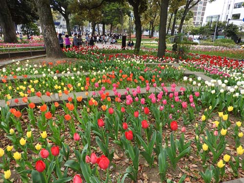 横浜公園のﾁｭーﾘｯﾌﾟ 春の日差しに誘われて横浜公園のﾁｭｰﾘｯﾌﾟの散策に出かけて来ました 最近は品種改良が進み種類も多く またこの春横浜だけで見られる チューリップの新品種ラバーズタウン等 色鮮やかに咲き誇る １６万本のカラフルなチューリップの