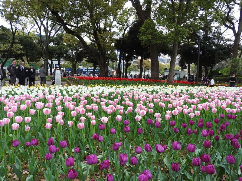 横浜公園のﾁｭーﾘｯﾌﾟ 春の日差しに誘われて横浜公園のﾁｭｰﾘｯﾌﾟの散策に出かけて来ました 最近は品種改良が進み種類も多く またこの春横浜だけで見られる チューリップの新品種ラバーズタウン等 色鮮やかに咲き誇る １６万本のカラフルなチューリップの